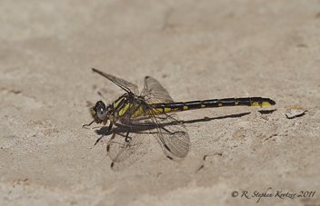 Hylogomphus apomyius, female